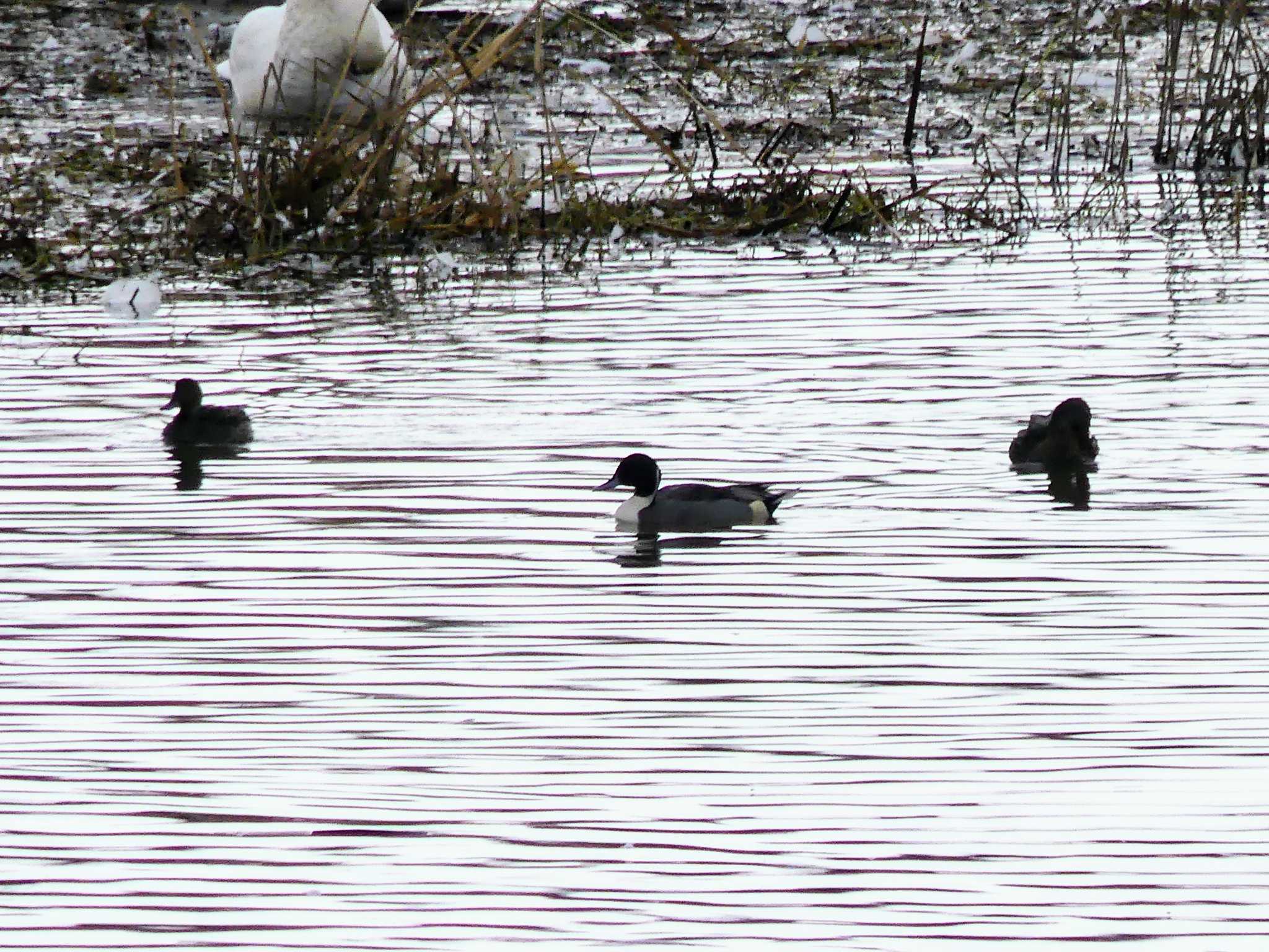 Northern Pintail