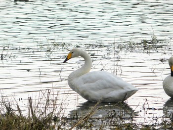 Whooper Swan 長都沼(千歳市) Thu, 11/3/2022