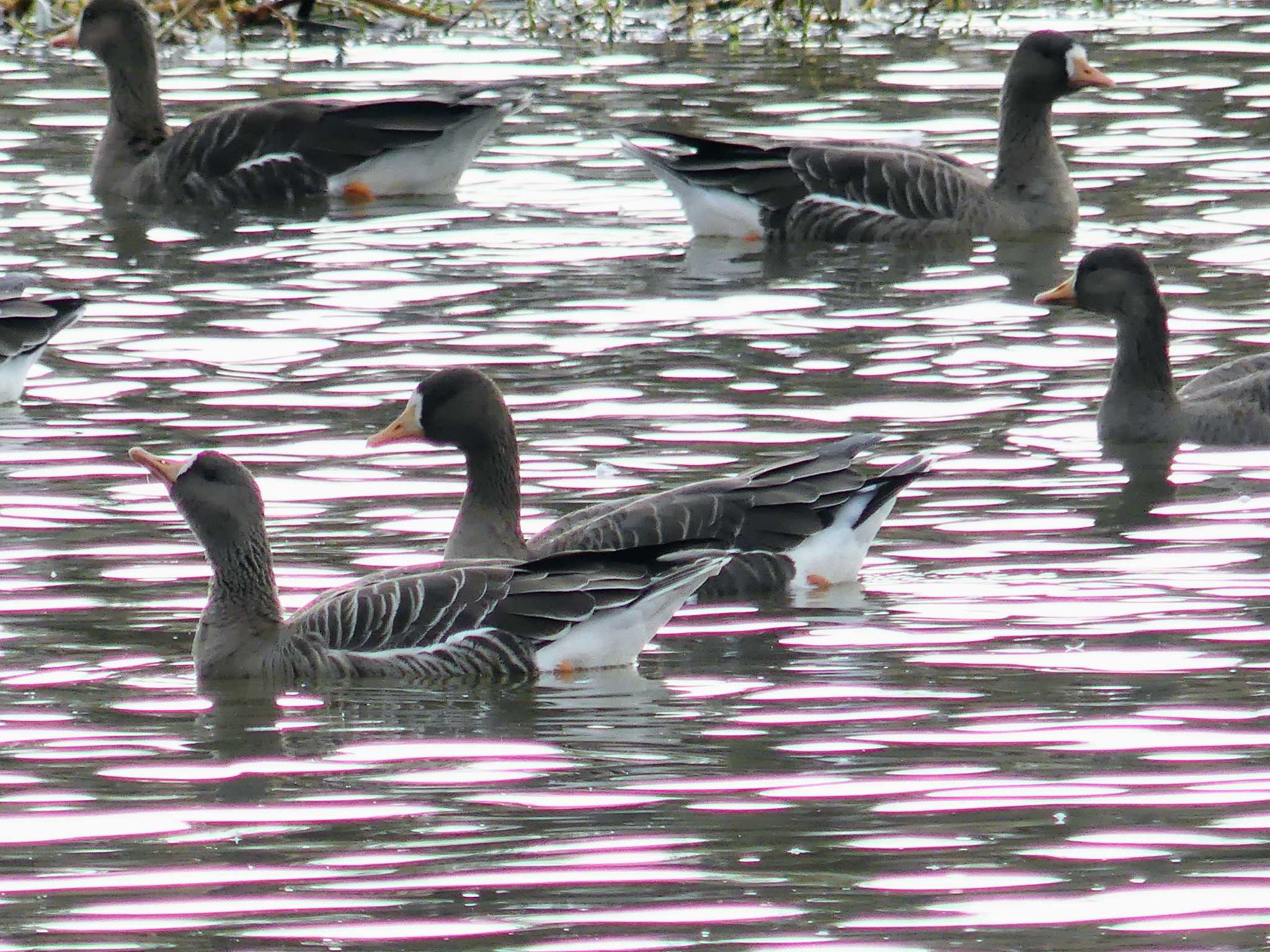 Greater White-fronted Goose