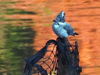 2022年11月3日(木) 早戸川林道の野鳥観察記録