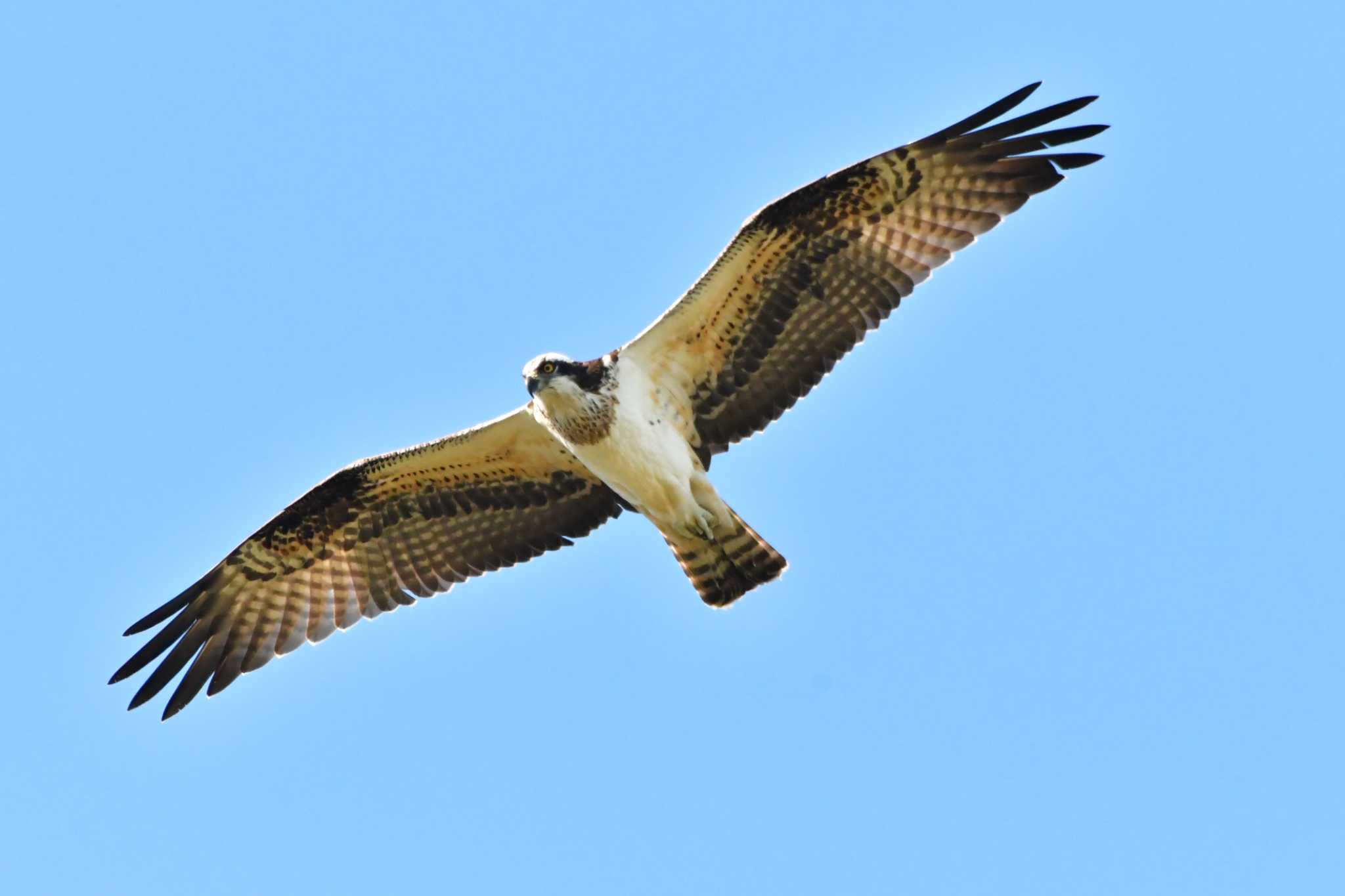 Photo of Osprey at 大栗川(多摩川合流地点) by geto