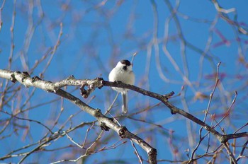 Willow Tit 菅平 Tue, 2/20/2018