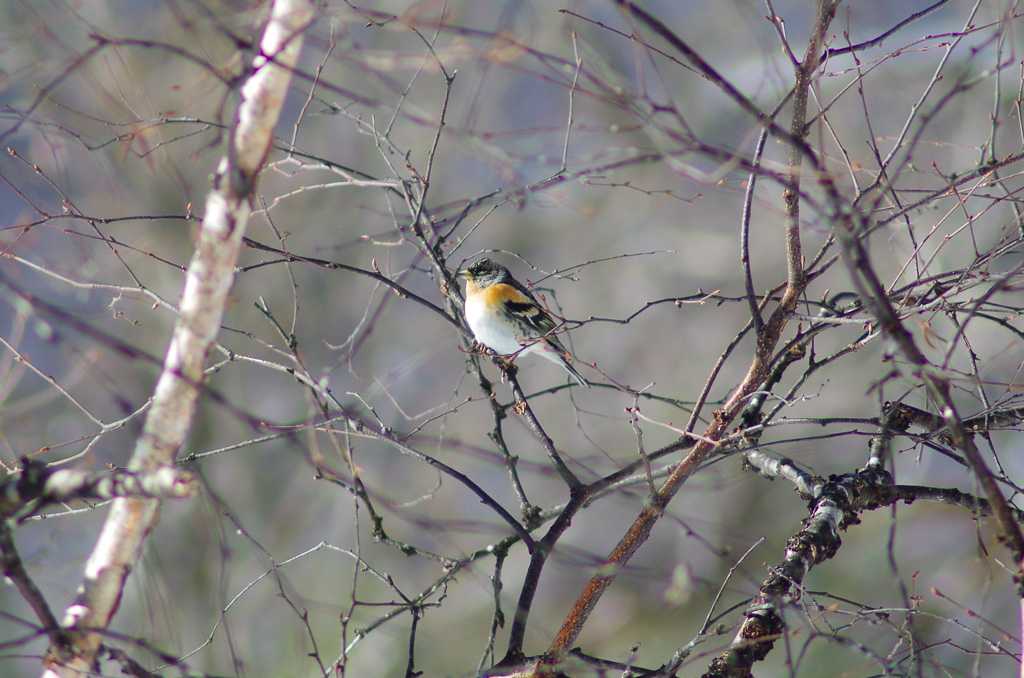 Photo of Brambling at 菅平 by たかとん