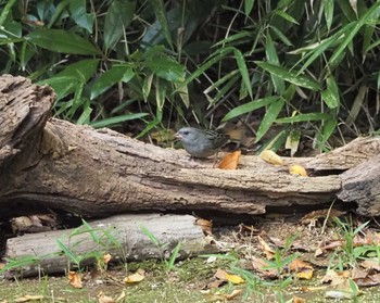 2022年11月3日(木) 光が丘公園の野鳥観察記録