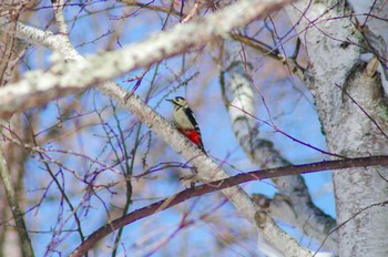 Great Spotted Woodpecker 菅平 Tue, 2/20/2018