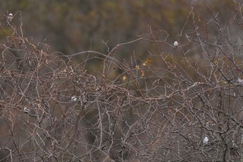 2022年11月3日(木) ウトナイ湖の野鳥観察記録