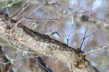 Eurasian Nuthatch 菅平 Tue, 2/20/2018