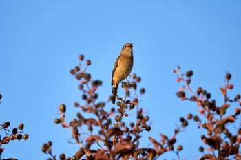 2022年11月4日(金) 近所の野鳥観察記録