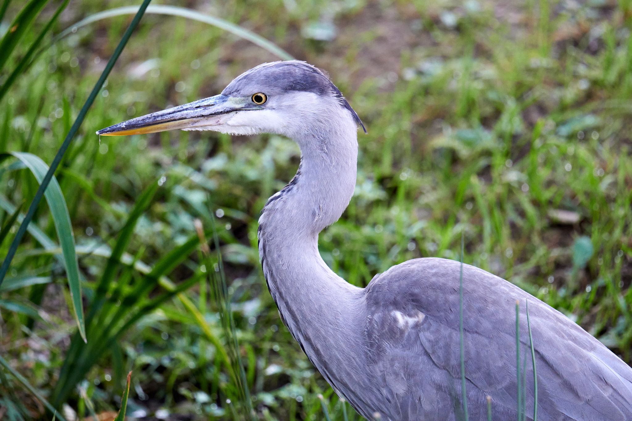 アオサギ