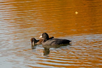 2022年11月3日(木) 三ツ池公園(横浜市鶴見区)の野鳥観察記録