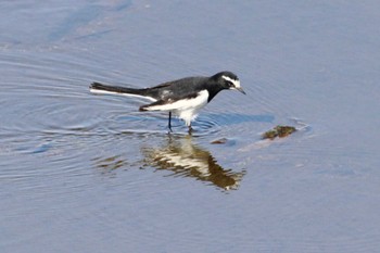 Japanese Wagtail 大阪狭山市内 Thu, 11/3/2022