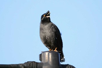 2022年11月3日(木) 恩田川(鶴見川合流点付近)の野鳥観察記録