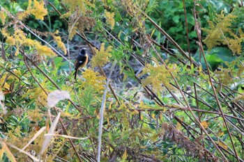 ジョウビタキ 行徳野鳥保護区 2022年11月4日(金)