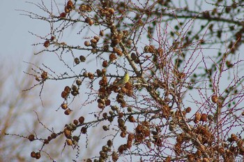 Eurasian Siskin 菅平 Tue, 2/20/2018