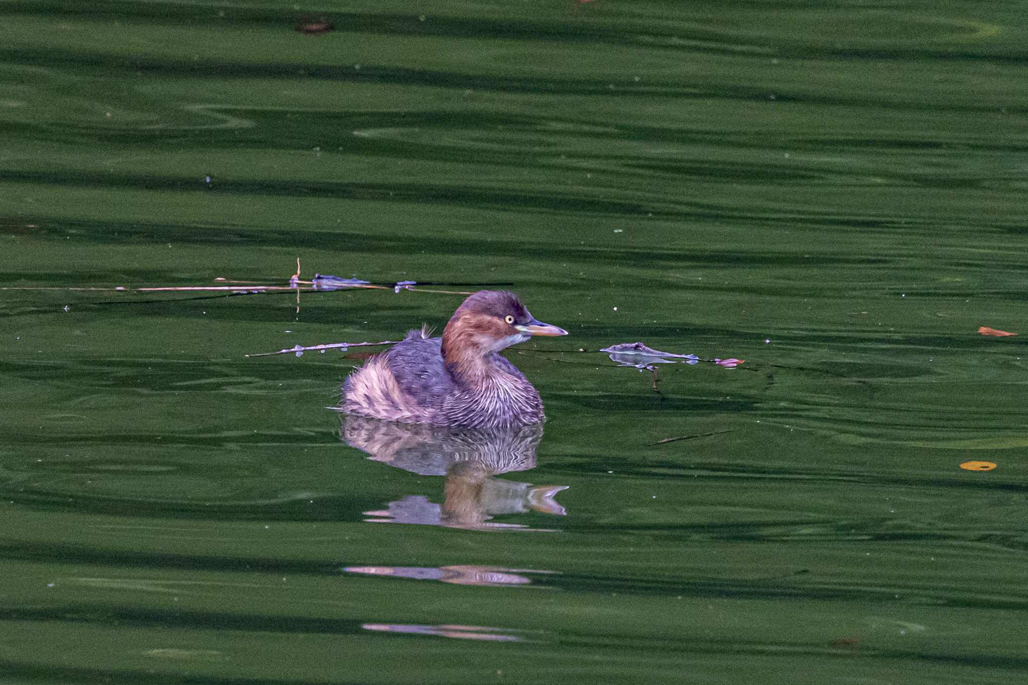 金ヶ崎公園(明石市) カイツブリの写真 by ときのたまお