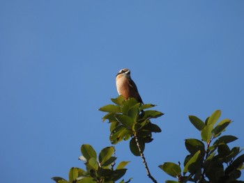 Bull-headed Shrike 川越水上公園 Sun, 10/30/2022