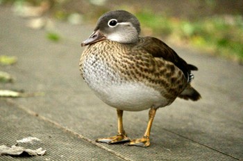 Mandarin Duck 北海道大学 Mon, 9/5/2022