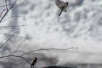 Japanese Tit 菅平 Tue, 2/20/2018