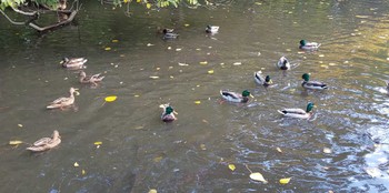 Mallard 宝来公園 Fri, 11/4/2022