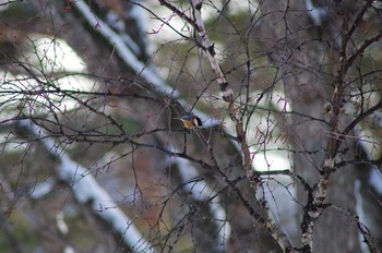 Varied Tit 菅平 Tue, 2/20/2018