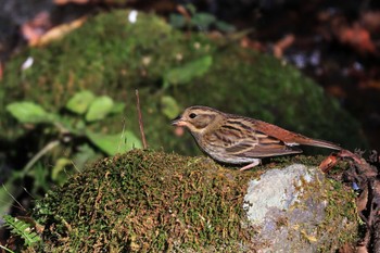 Grey Bunting 丸火自然公園 Thu, 11/3/2022