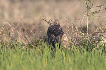 Hen Harrier ギャルの横顔 Thu, 11/3/2022