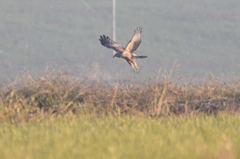 Hen Harrier チューゲッチュー Thu, 11/3/2022