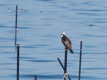 Osprey 金田さざなみ公園(千葉県木更津市) Thu, 11/3/2022