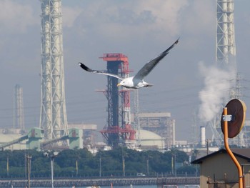 Vega Gull 金田さざなみ公園(千葉県木更津市) Thu, 11/3/2022