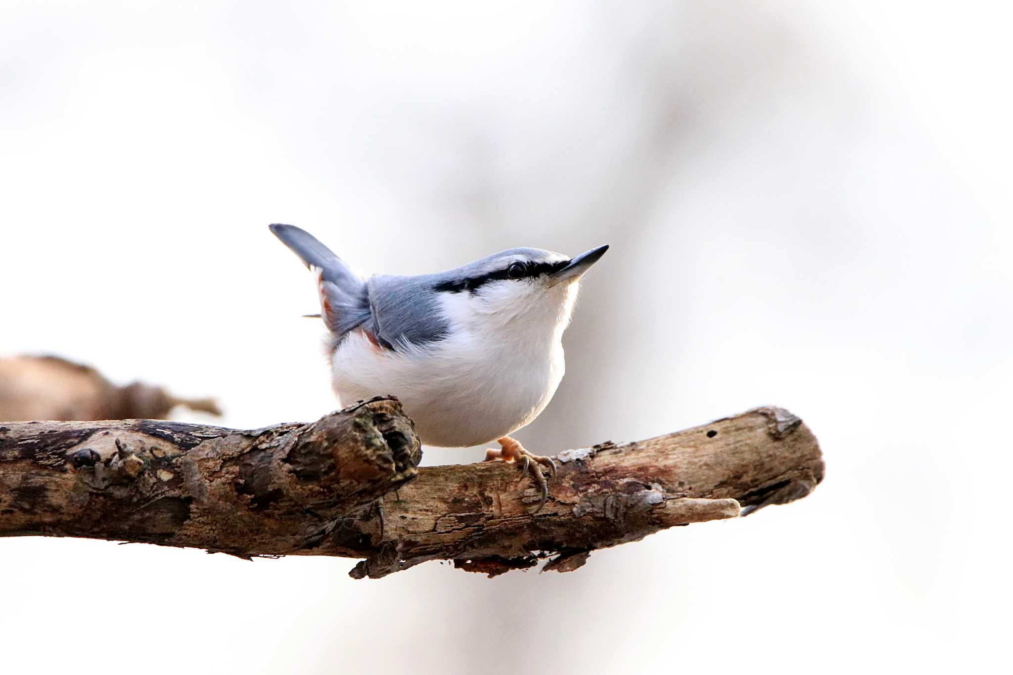 Eurasian Nuthatch(asiatica)