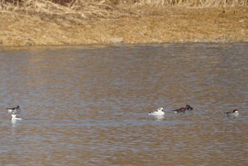 ミコアイサ 昆陽池公園 2018年2月20日(火)