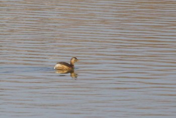 Little Grebe Koyaike Park Tue, 2/20/2018