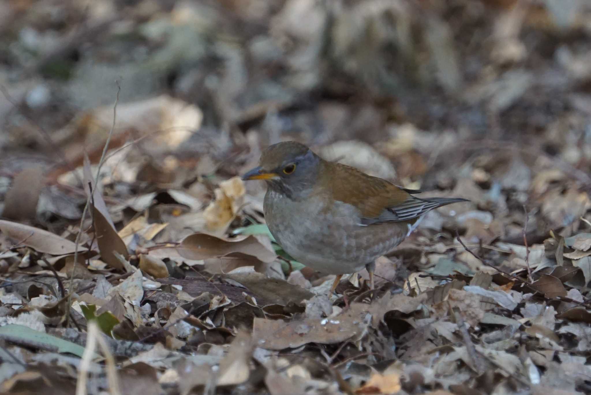 Photo of Pale Thrush at Koyaike Park by マル