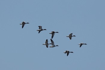 ツクシガモ 大阪南港野鳥園 2022年11月3日(木)