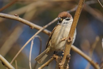 Eurasian Tree Sparrow Koyaike Park Tue, 2/20/2018