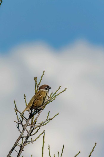 Eurasian Tree Sparrow 恩田川 Fri, 11/4/2022