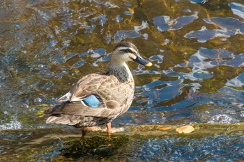 Eastern Spot-billed Duck 恩田川 Fri, 11/4/2022