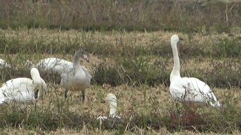 コハクチョウ 湖北野鳥センター 2022年11月3日(木)