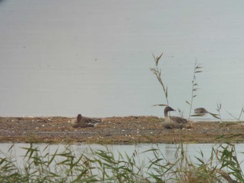 オオヒシクイ 湖北野鳥センター 2022年11月3日(木)