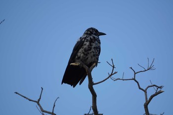 ハシブトガラス 昆陽池公園 2018年2月20日(火)