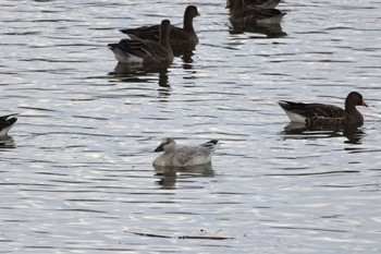 2022年11月4日(金) 長都沼(千歳市)の野鳥観察記録