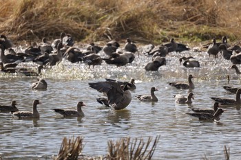 Cackling Goose 長都沼(千歳市) Fri, 11/4/2022