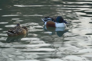 ハシビロガモ 昆陽池公園 2018年2月20日(火)