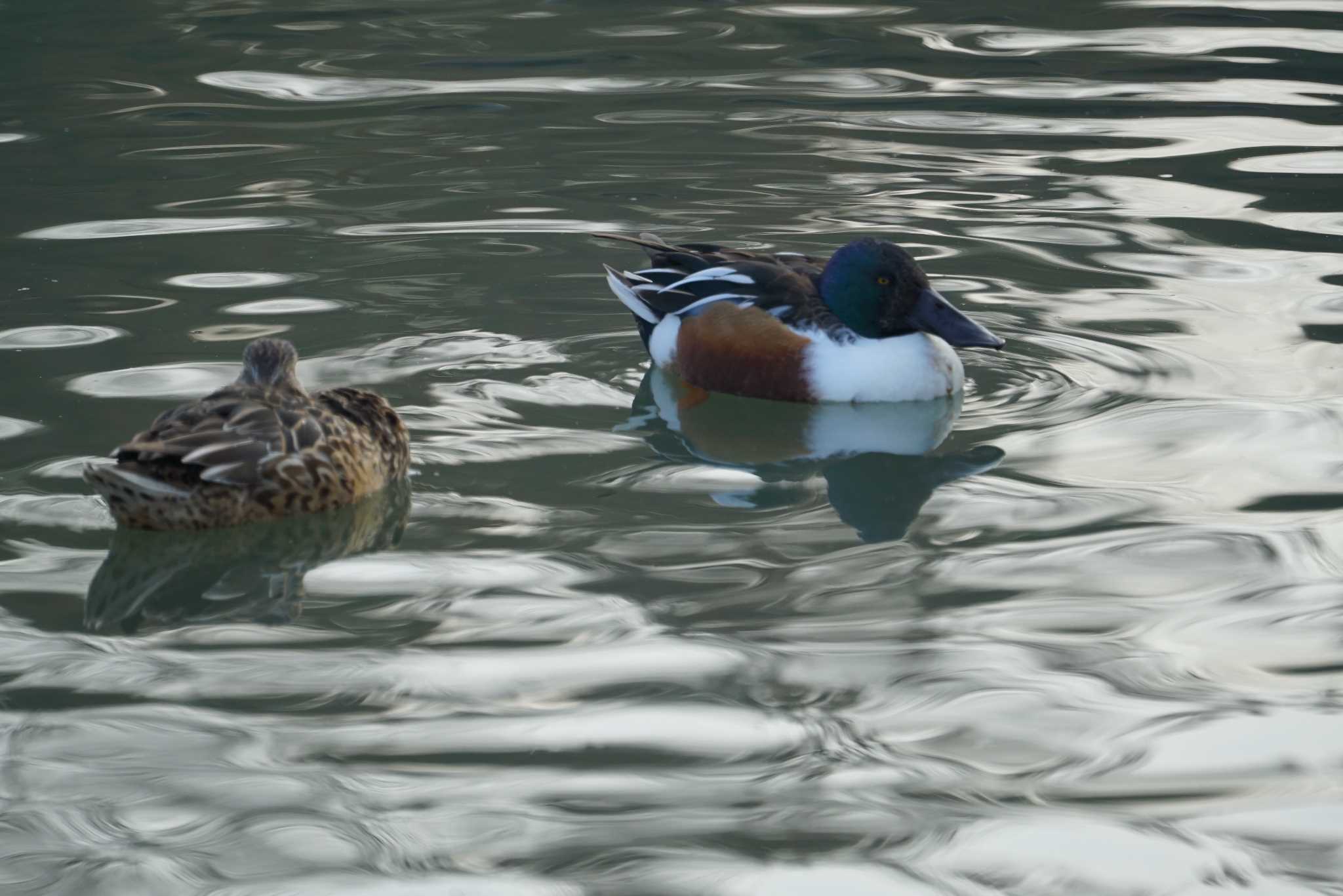 Photo of Northern Shoveler at Koyaike Park by マル