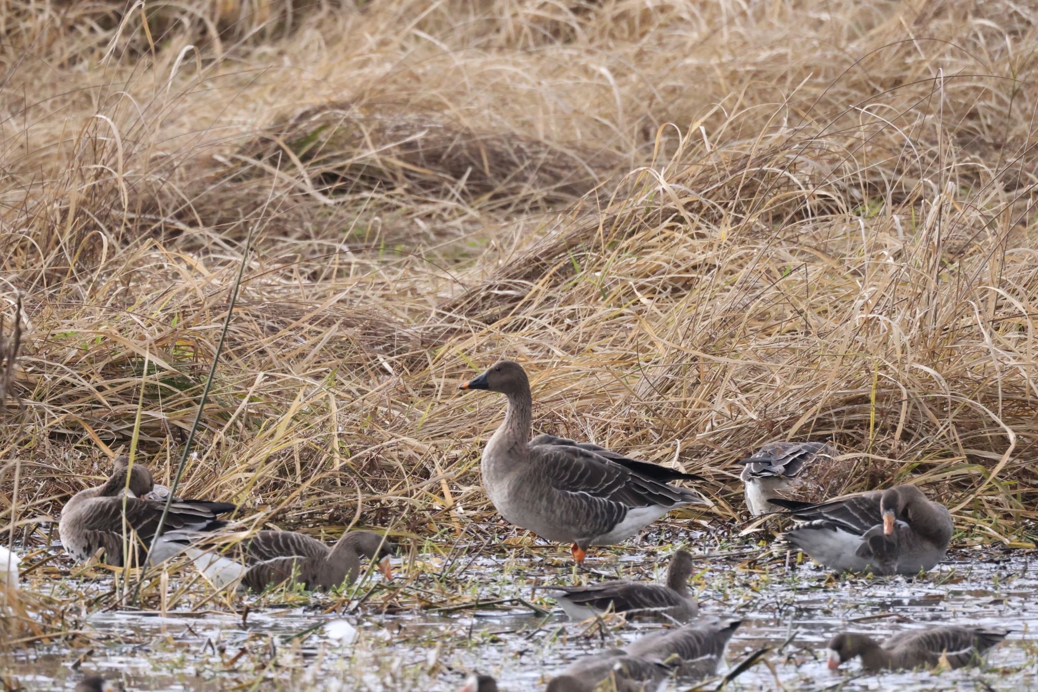 Taiga Bean Goose