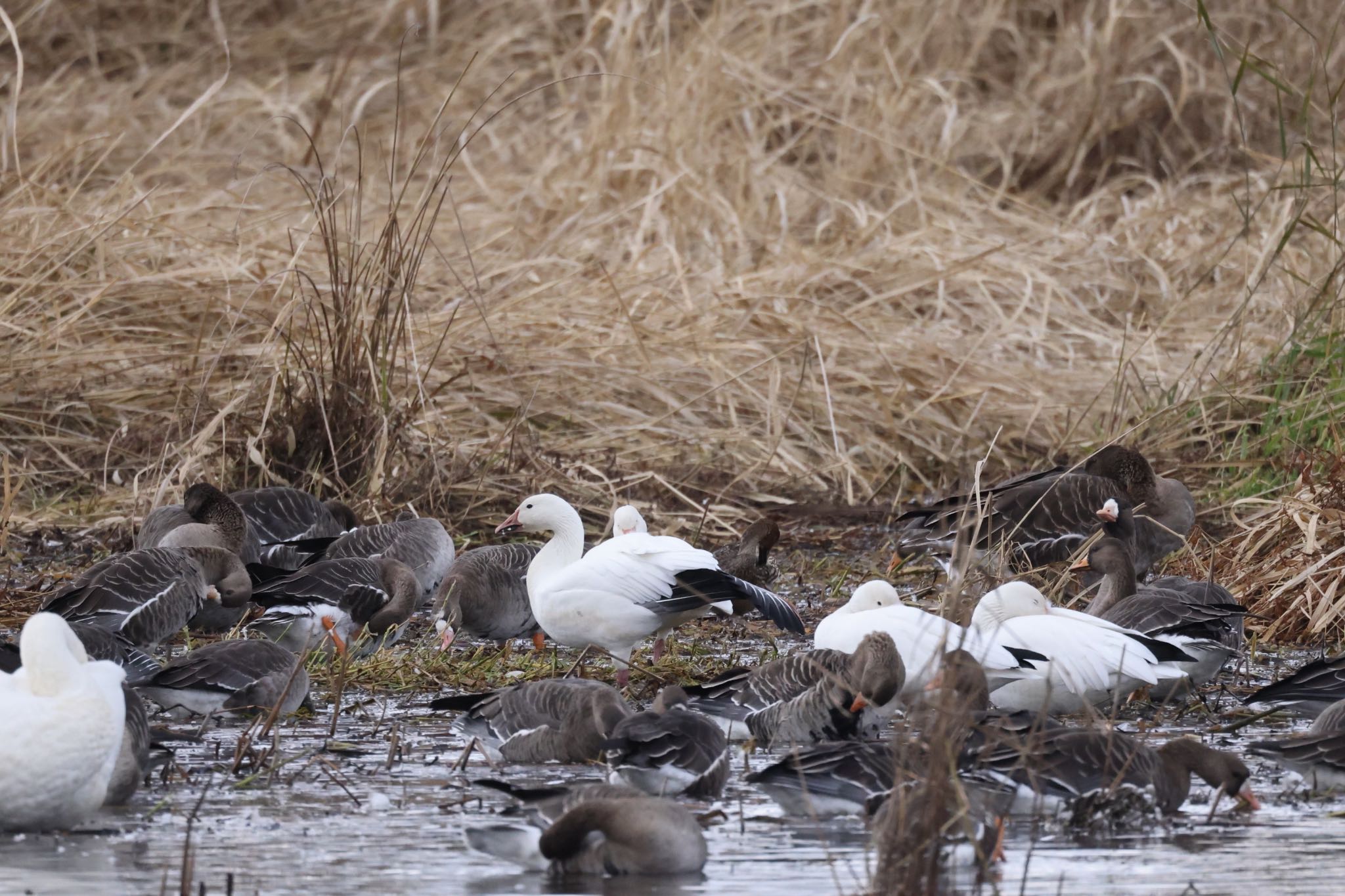 Snow Goose