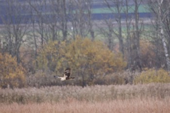 2022年11月4日(金) 舞鶴遊水地の野鳥観察記録