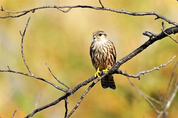 コチョウゲンボウ コジュリン公園 2022年11月3日(木)