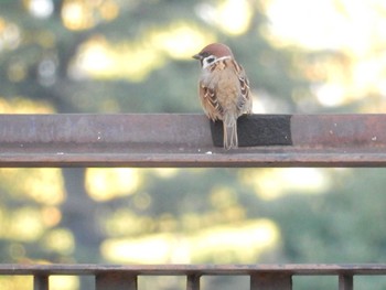 Eurasian Tree Sparrow Hibiya Park Fri, 11/4/2022