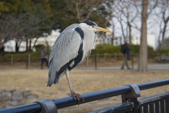 Grey Heron Koyaike Park Tue, 2/20/2018